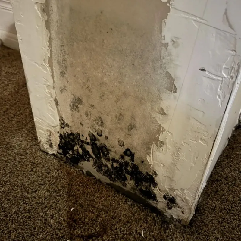 Professional Mold Removal in Bloomfield, MO